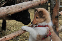 "Rory" at 10 weeks meets his first sheep